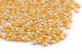 Popcorn Seeds9